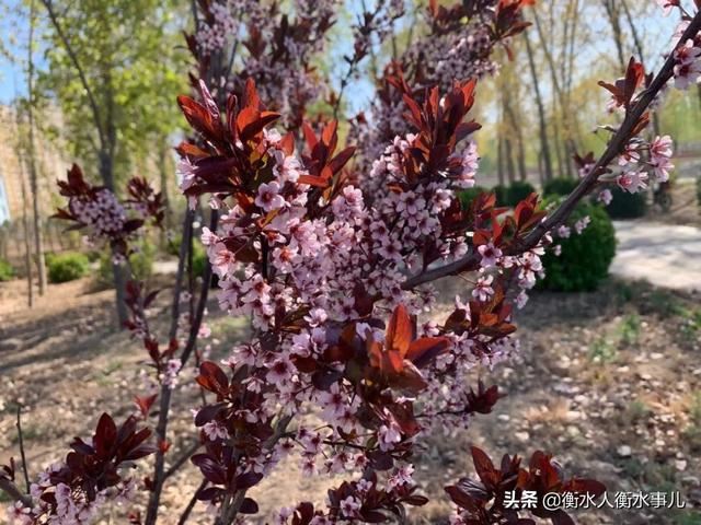 【化墓为园】衡水安平县移风易俗，推动逯庄村公墓生态化改造。