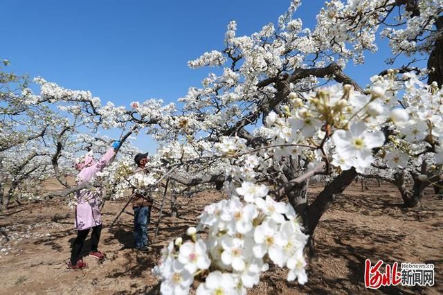 河北肃宁：万亩梨花开 梨农授粉忙