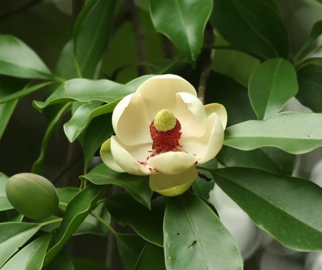 木莲，别名黄心树，生于山谷、树林，花形若莲而得名