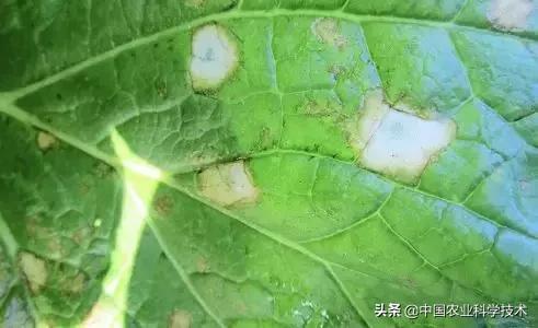 常见作物主要病虫害防治实用技术手册