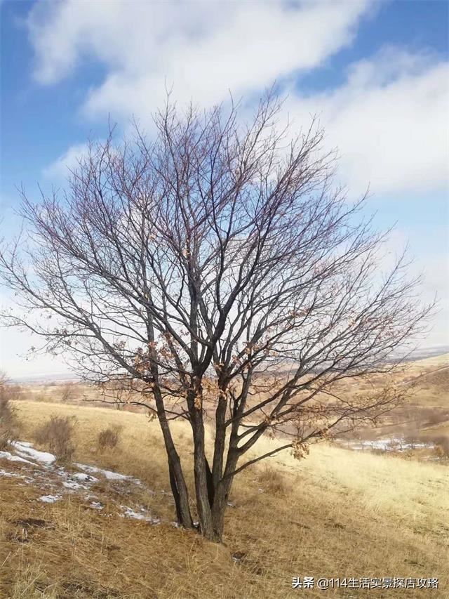 围场广宇苗木谈绿化，一个绿色的环境将给城市带来怎样的提升？