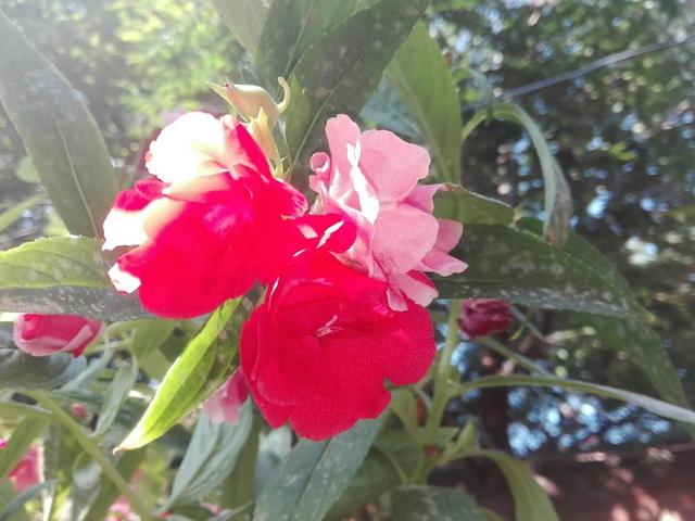 花盆养棵凤仙花，一年四季都可拿来染指甲