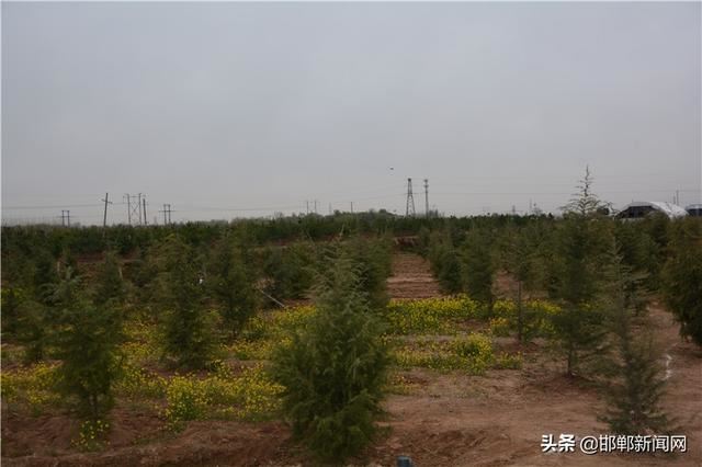 春染千顷绿 花香万亩田——国家森林城市创建暨邯郸市造林绿化第二阶段观摩活动侧记 春染千顷绿 花香万亩田——国家森林城市创建暨邯郸市造林绿化第二阶段观摩活动侧记