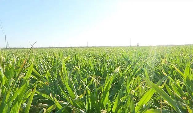 景县广播看，春来了