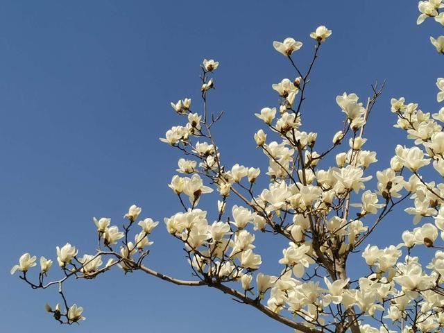 河北沙河：繁花似锦 满目春光