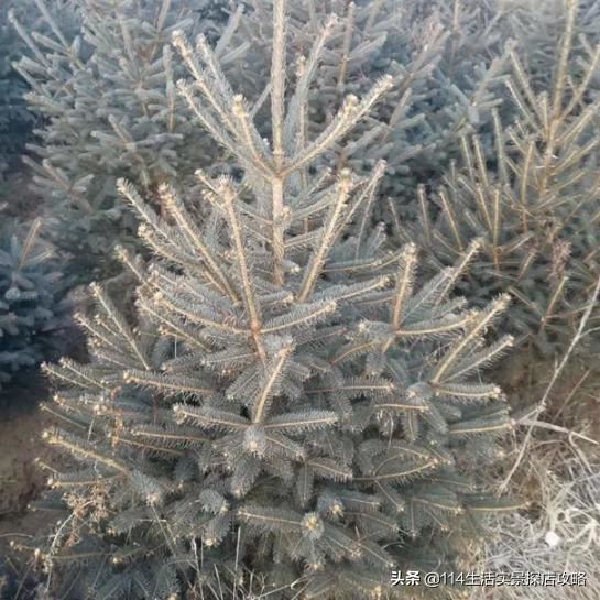 围场广宇苗木谈绿化，一个绿色的环境将给城市带来怎样的提升？