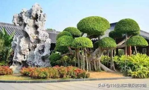 围场广宇苗木谈绿化，一个绿色的环境将给城市带来怎样的提升？