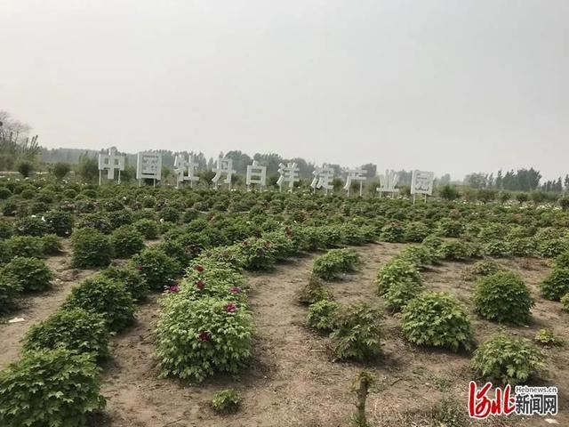 省市共推!河北这48条“春观花”旅游线路藏不住了! 省市共推!河北这48条“春观花”旅游线路藏不住了!