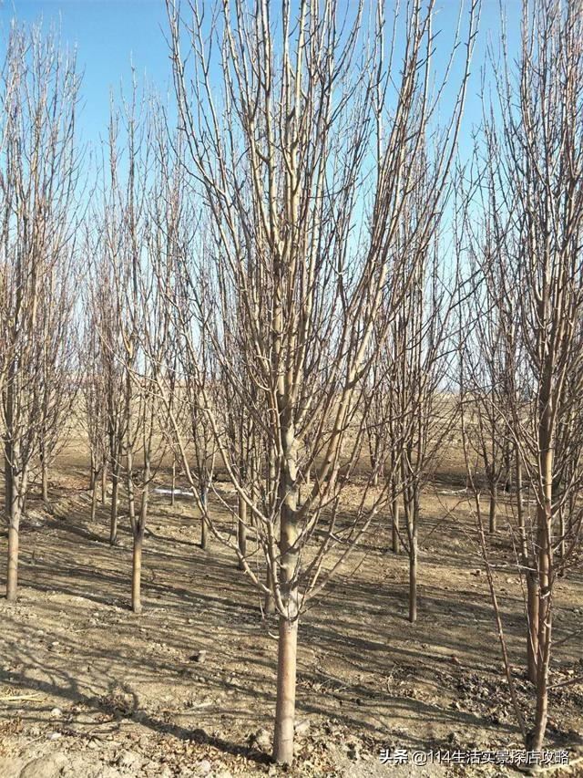 围场广宇苗木谈绿化，一个绿色的环境将给城市带来怎样的提升？