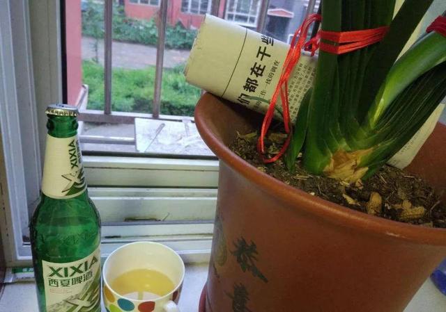 用牛奶浇花，这一步给落了，不出一周土里就长毛