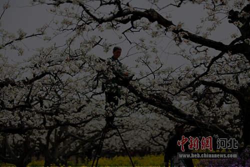 河北晋州：梨花幽香惹人醉 四月芳菲授粉忙