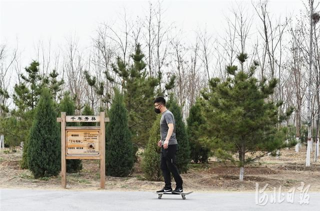 河北雄安新区：千年秀林春日好