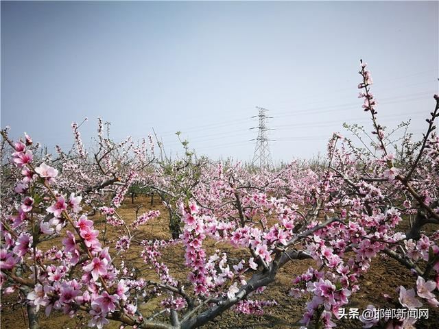 春染千顷绿 花香万亩田——国家森林城市创建暨邯郸市造林绿化第二阶段观摩活动侧记 春染千顷绿 花香万亩田——国家森林城市创建暨邯郸市造林绿化第二阶段观摩活动侧记