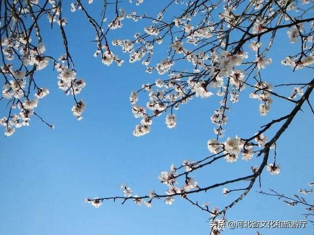 云游河北 | 这片千亩杏林 花海如潮 清香动人 云游河北 | 这片千亩杏林 花海如潮 清香动人