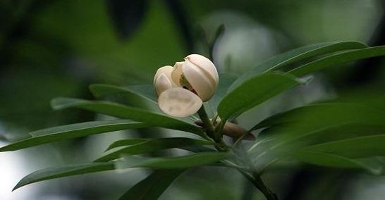 木莲，别名黄心树，生于山谷、树林，花形若莲而得名