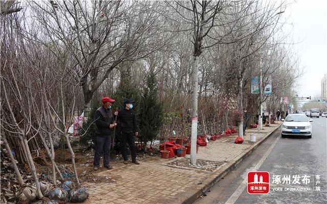 北环路百余种花卉苗木供需两旺