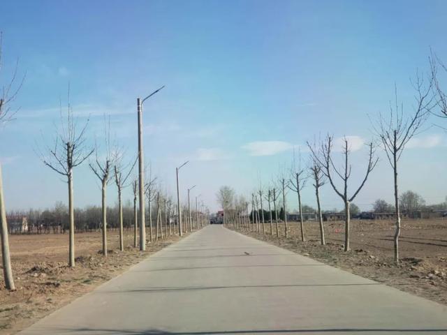 亮化、绿化、美化！河间尊祖庄乡开启“加速键”