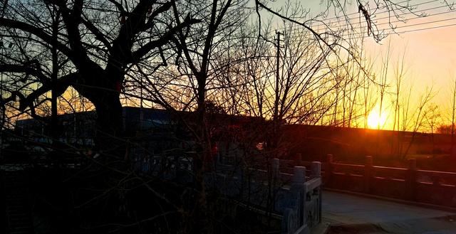 皖北宿州一奇观：树驮桥，桥驮树，相依相伴300年