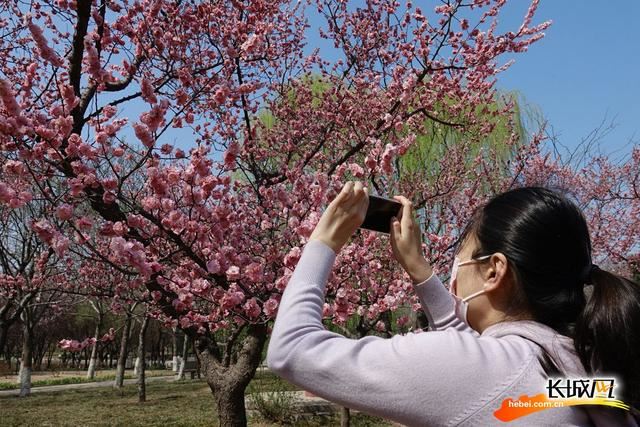 石家庄植物园春意浓