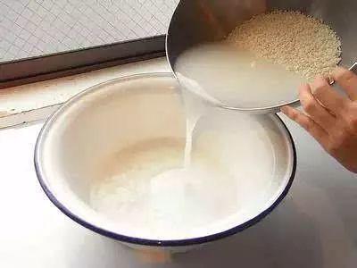 用牛奶浇花，这一步给落了，不出一周土里就长毛