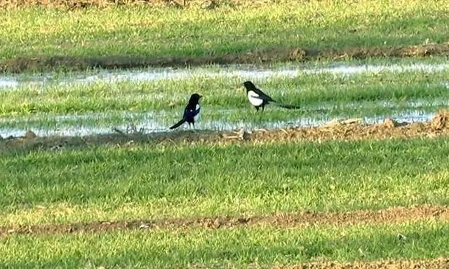 景县广播看，春来了