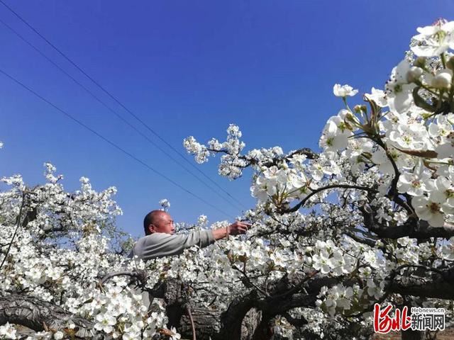 河北肃宁：万亩梨花开 梨农授粉忙