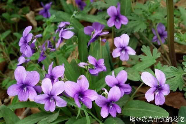 路边挖点野花，埋土里浇点水就开花，比买的还好看！