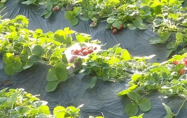 景县广播看，春来了