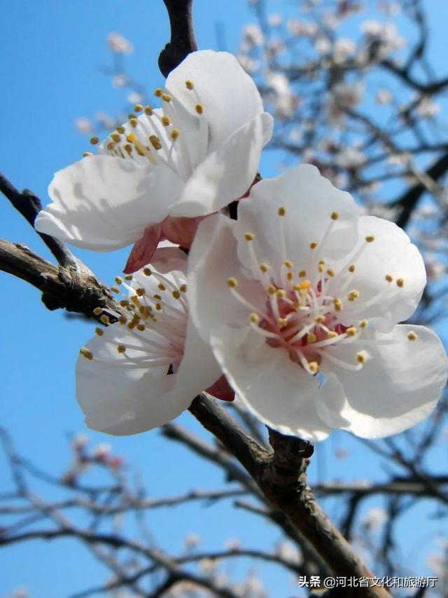 云游河北 | 这片千亩杏林 花海如潮 清香动人 云游河北 | 这片千亩杏林 花海如潮 清香动人