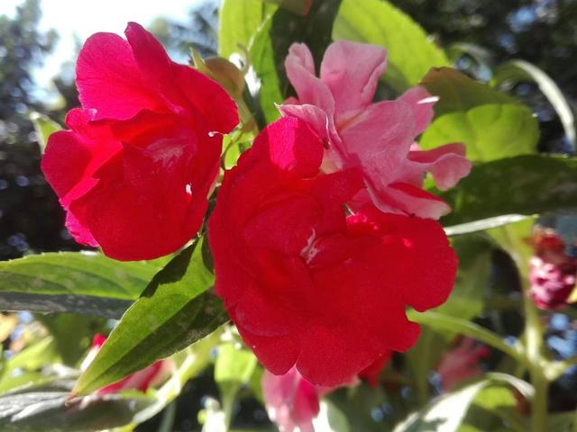 花盆养棵凤仙花，一年四季都可拿来染指甲