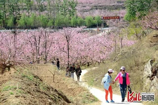 省市共推!河北这48条“春观花”旅游线路藏不住了! 省市共推!河北这48条“春观花”旅游线路藏不住了!