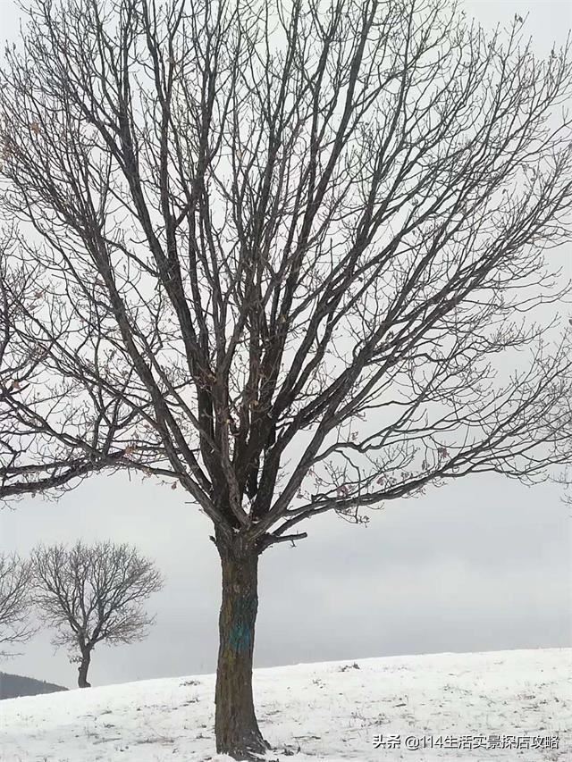 围场广宇苗木谈绿化，一个绿色的环境将给城市带来怎样的提升？