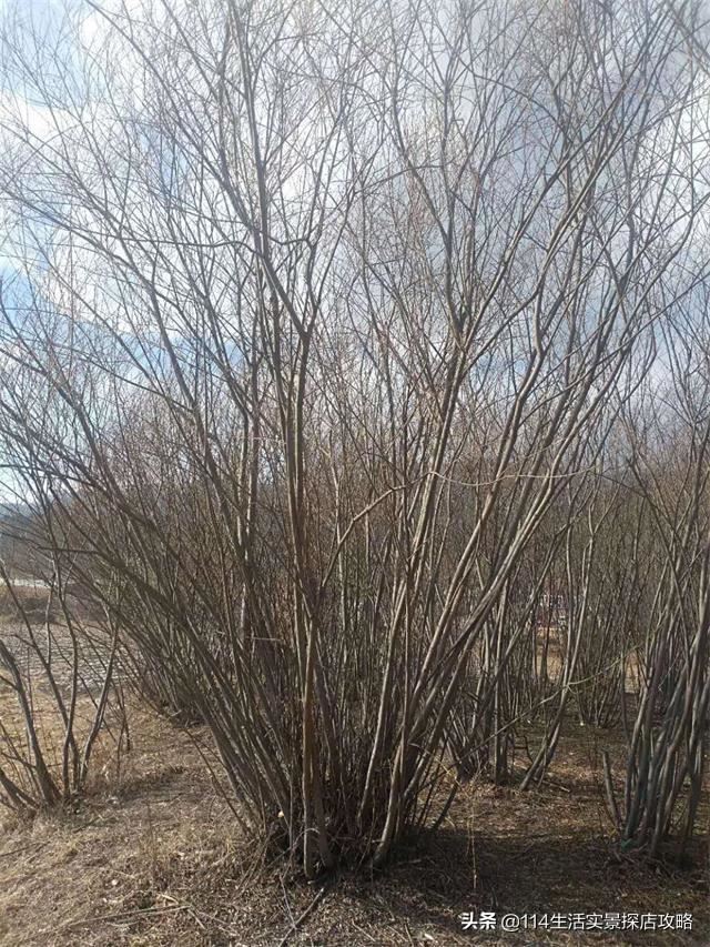 围场广宇苗木谈绿化，一个绿色的环境将给城市带来怎样的提升？