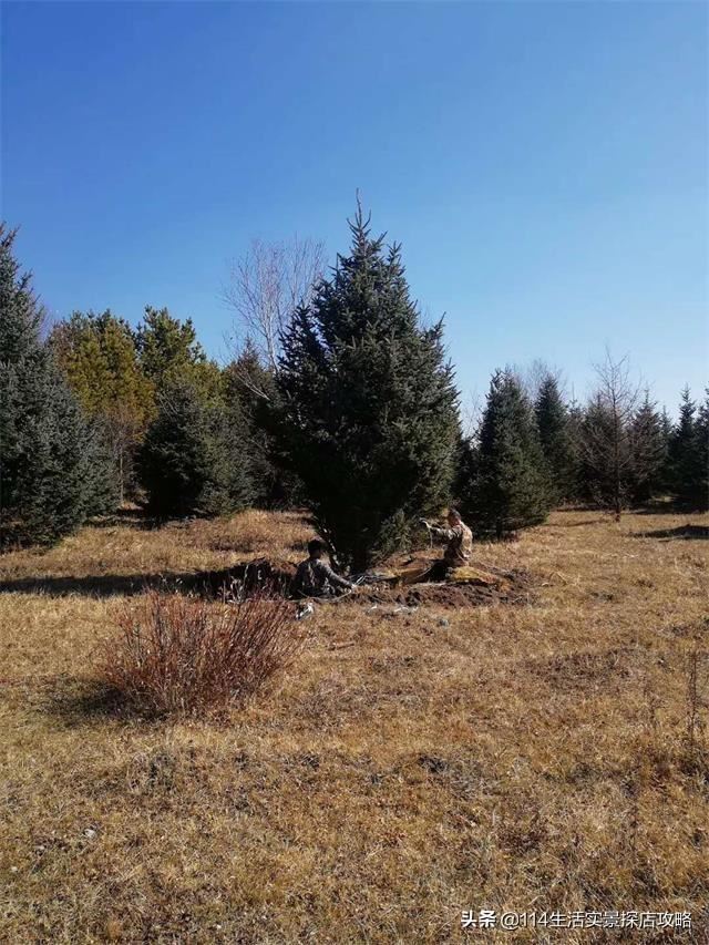 围场广宇苗木谈绿化，一个绿色的环境将给城市带来怎样的提升？