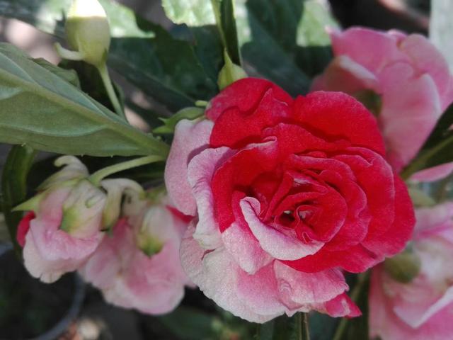 花盆养棵凤仙花，一年四季都可拿来染指甲