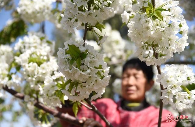 河北磁县：荒岗坡上种出“致富果”