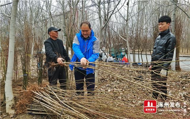 北环路百余种花卉苗木供需两旺
