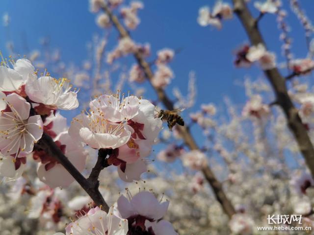 河北宁晋：春暖花自开