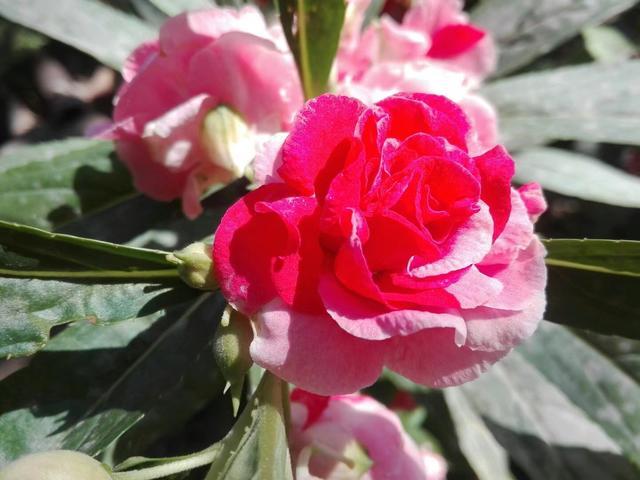 花盆养棵凤仙花，一年四季都可拿来染指甲