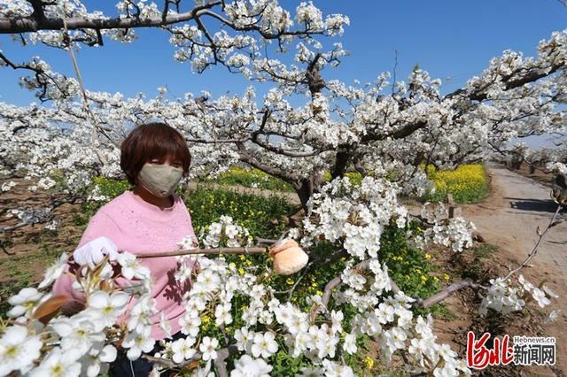 河北肃宁：万亩梨花开 梨农授粉忙