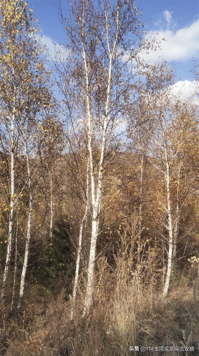 围场广宇苗木谈绿化，一个绿色的环境将给城市带来怎样的提升？