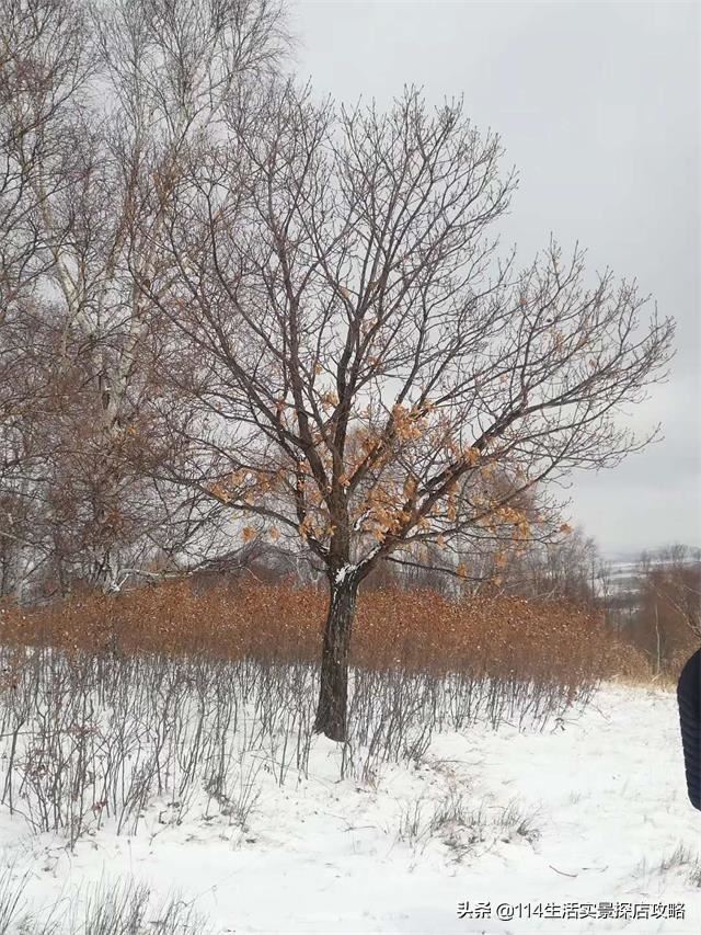 围场广宇苗木谈绿化，一个绿色的环境将给城市带来怎样的提升？