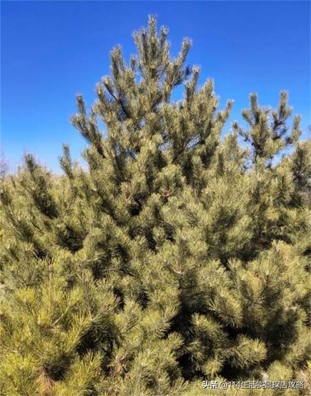 围场广宇苗木谈绿化，一个绿色的环境将给城市带来怎样的提升？