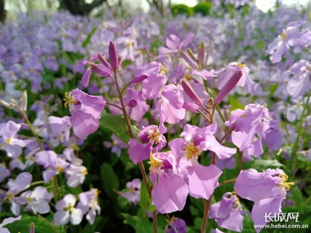 河北宁晋：春暖花自开