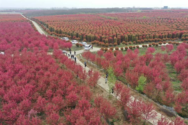 安徽来安：千亩海棠竞芳菲 特色产业富乡村