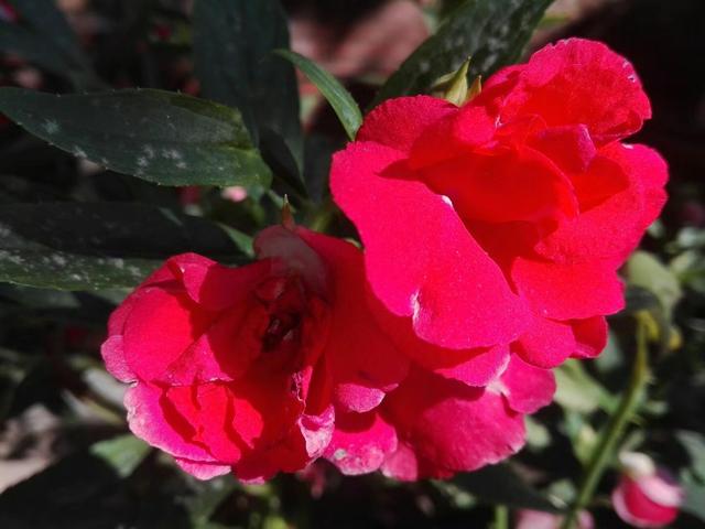 花盆养棵凤仙花，一年四季都可拿来染指甲