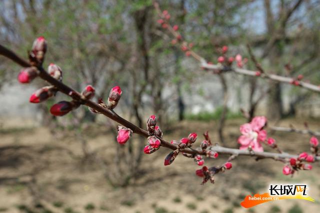 石家庄植物园春意浓