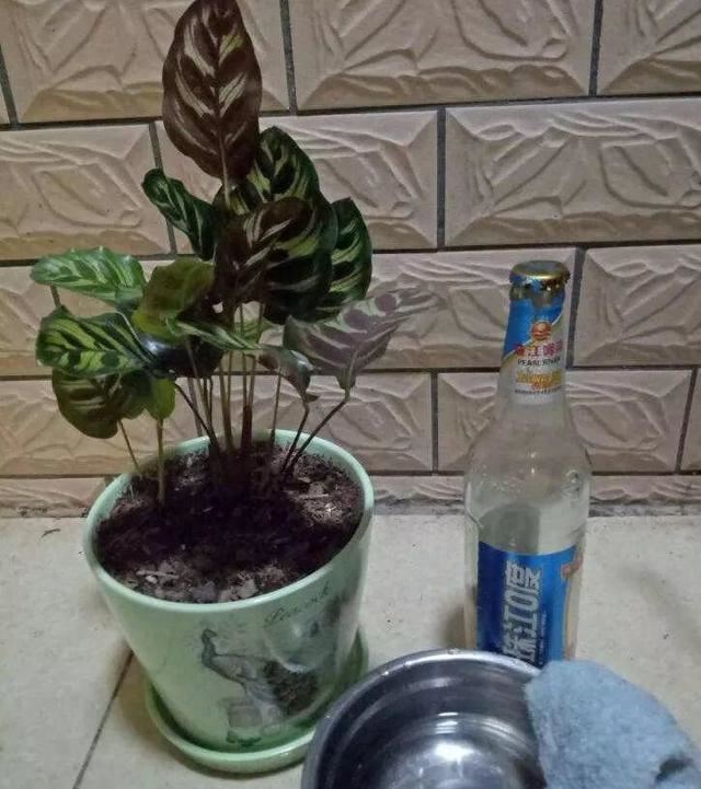 用牛奶浇花，这一步给落了，不出一周土里就长毛