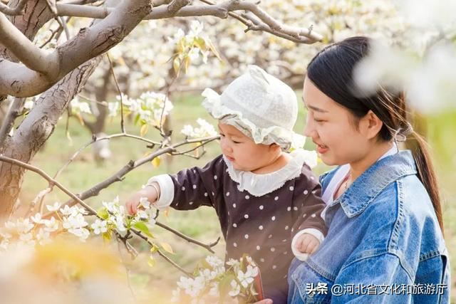 爱家乡 游河北 发现身边的美 | 除了闻名天下的蜜桃，这里的百年梨园的花也都开好啦