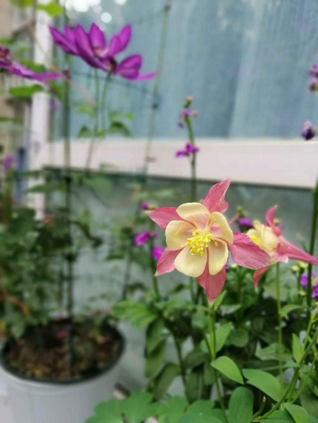 紫花地丁    紫花地丁是在路边、田间地头上经常会出现的一种花，开花的时候是淡淡的紫色小花，每次开花都是一大片，看着特别漂亮！    路边挖点野花，埋土里浇点水就开花，比买的还好看！   如果你在野外发现了紫花地丁，可以用铲子连根系挖起来一坨，拿回家栽种在花盆里，浇1次透水后，放在散射光下缓3-5天，然后就可以放太阳下直接晒一晒了。    路边挖点野花，埋土里浇点水就开花，比买的还好看！   野外的紫花地丁，算是小野花，生长特别顽强，种在花盆里，不需要你经常浇水，也能    路边挖点野花，埋土里浇点水就开